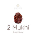 2 Mukhi Rudraksha bead natural Nepali 17.73mm two face Rudraksha. India’s Premium Rudraksha Beads Brand - www.satvikstore.in