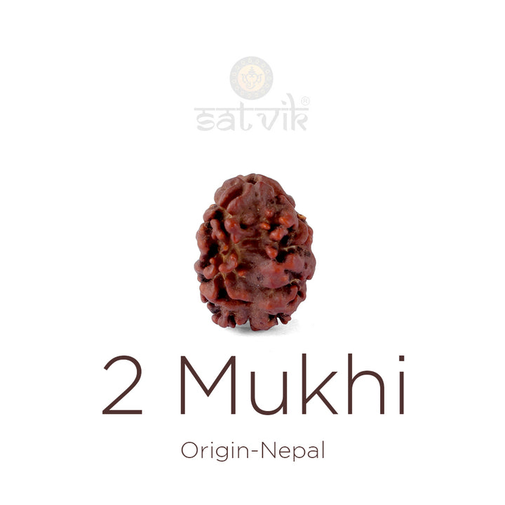 2 Mukhi Rudraksha bead natural Nepali 17.73mm two face Rudraksha. India’s Premium Rudraksha Beads Brand - www.satvikstore.in