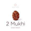 2 Mukhi Rudraksha bead natural Nepali 17.82mm two face Rudraksha. India’s Premium Rudraksha Beads Brand - www.satvikstore.in