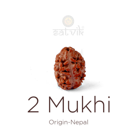 2 Mukhi Rudraksha bead natural Nepali 17.82mm two face Rudraksha. India’s Premium Rudraksha Beads Brand - www.satvikstore.in