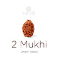 2 Mukhi Rudraksha bead natural Nepali 18.64mm two face Rudraksha. India’s Premium Rudraksha Beads Brand - www.satvikstore.in