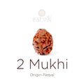 2 Mukhi Rudraksha bead natural Nepali 18.85mm two face Rudraksha. India’s Premium Rudraksha Beads Brand - www.satvikstore.in