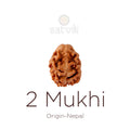 2 Mukhi Rudraksha bead natural Nepali 18.90mm two face Rudraksha. India’s Premium Rudraksha Beads Brand - www.satvikstore.in