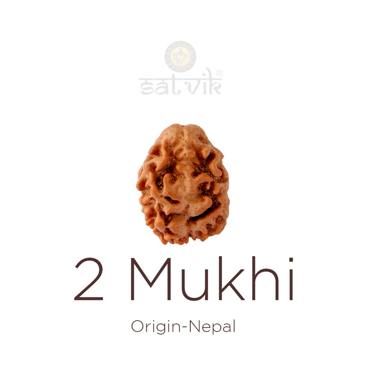 2 Mukhi Rudraksha bead natural Nepali 18.90mm two face Rudraksha. India’s Premium Rudraksha Beads Brand - www.satvikstore.in