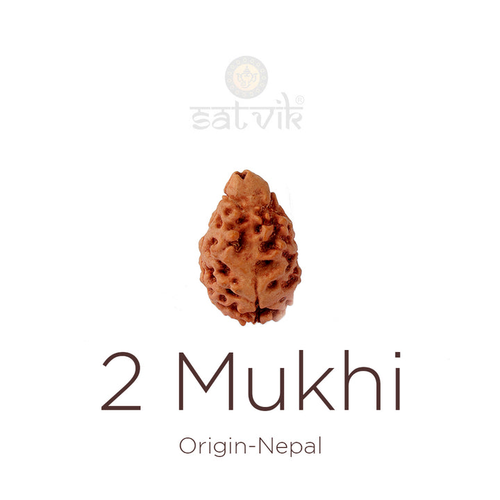 2 Mukhi Rudraksha bead natural Nepali 21.32mm two face Rudraksha. India’s Premium Rudraksha Beads Brand - www.satvikstore.in