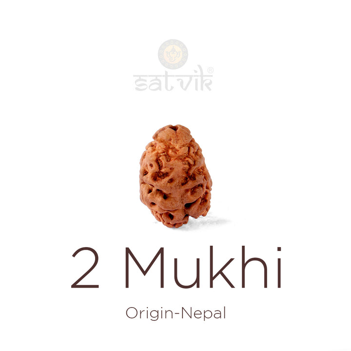 2 Mukhi Rudraksha bead natural Nepali 21.41mm two face Rudraksha. India’s Premium Rudraksha Beads Brand - www.satvikstore.in