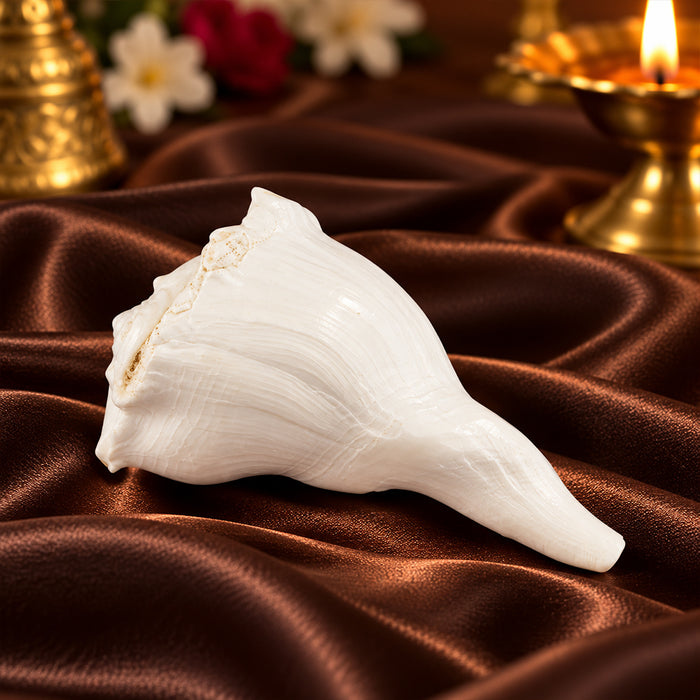 Authentic 14.9 Cm Dakshinavarti Shankh Conch Shell