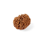 14 Mukhi Rudraksha (27.24mm)