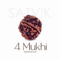 4 Mukhi Rudraksha bead natural Nepali regular four face Rudraksha. India’s Premium Rudraksha Beads Brand - www.satvikstore.in