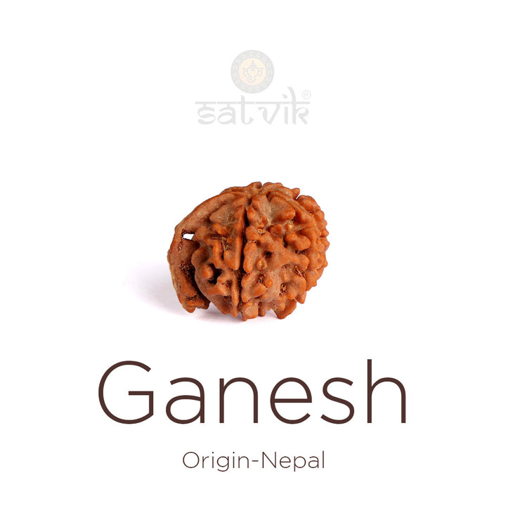 5 Mukhi Ganesh Rudraksha bead natural Nepali collector grade five face Ganesha Rudraksha. India’s Premium Rudraksha Beads Brand - www.satvikstore.in