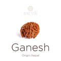 5 Mukhi Ganesh Rudraksha bead natural Nepali regular five face Rudraksha. India’s Premium Rudraksha Beads Brand - www.satvikstore.in