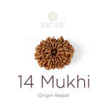14 Mukhi Rudraksha (27.24mm)