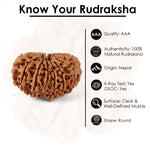14 Mukhi Rudraksha (27.24mm)