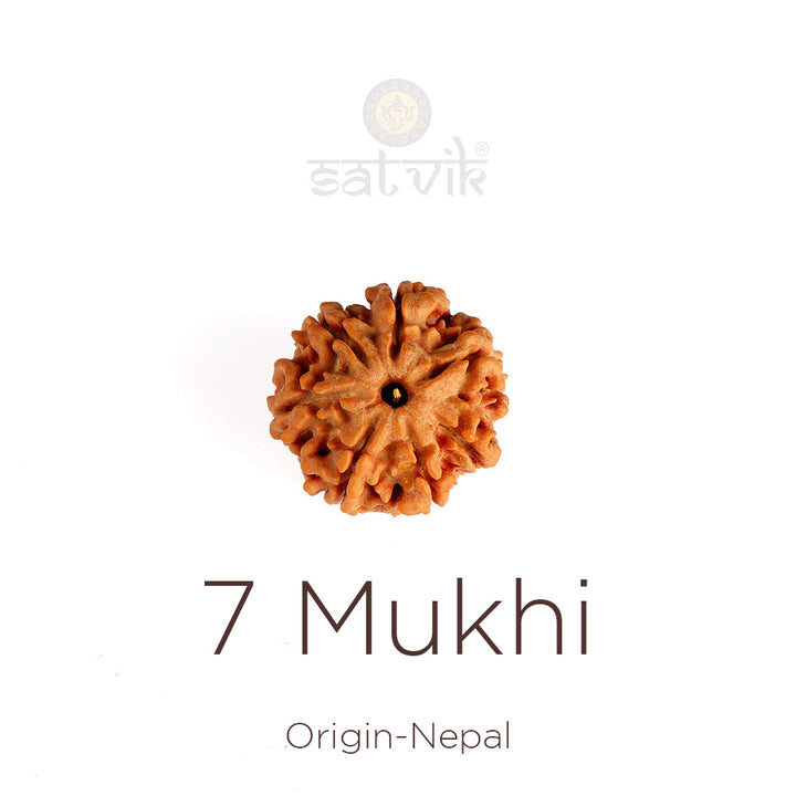 7 Mukhi Rudraksha bead natural Nepali regular seven face Rudraksha. India’s Premium Rudraksha Beads Brand - www.satvikstore.in
