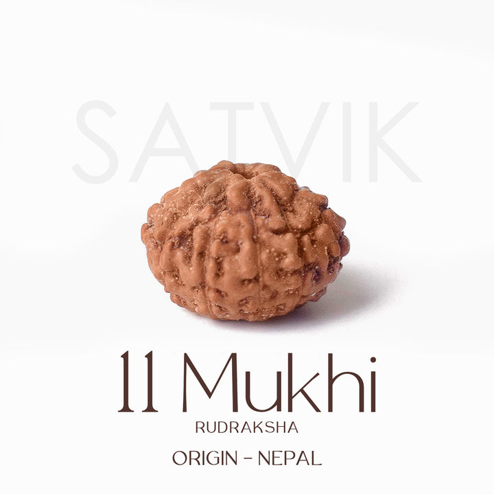 Certified 11 Mukhi brown Rudraksha bead from Indo origin placed on red cloth, symbolizing divine protection, mental clarity, and Lord Hanuman's blessings. India’s Largest Pooja Accessories Brand - www.satvikstore.in