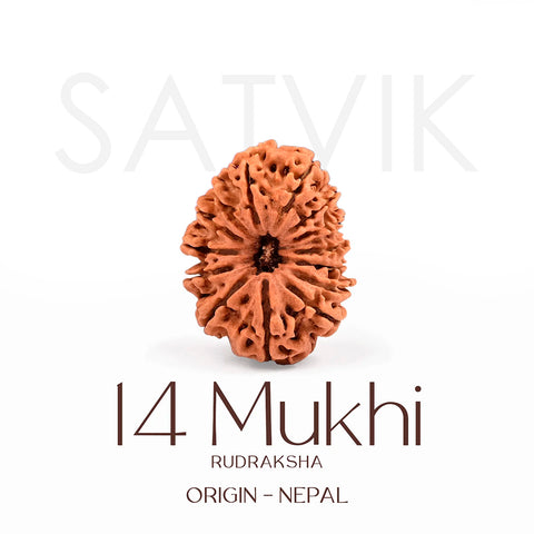 Certified 14 Mukhi Rudraksha Bead from Nepal – Authentic natural brown bead symbolizing Lord Hanuman, used for intuition, strength, and divine protection. India’s Largest Brass Idols Brand - www.satvikstore.in