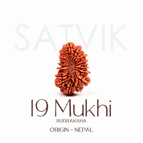Certified 19 Mukhi Rudraksha Bead – Nepali origin sacred bead representing Lord Vishnu, ideal for attracting prosperity, protection, and spiritual growth. India’s Largest Brass Idols Brand - www.satvikstore.in