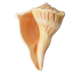 Natural Dakshinavarti Shankh (Conch) for Lakshmi Blessings – 12-13 cm