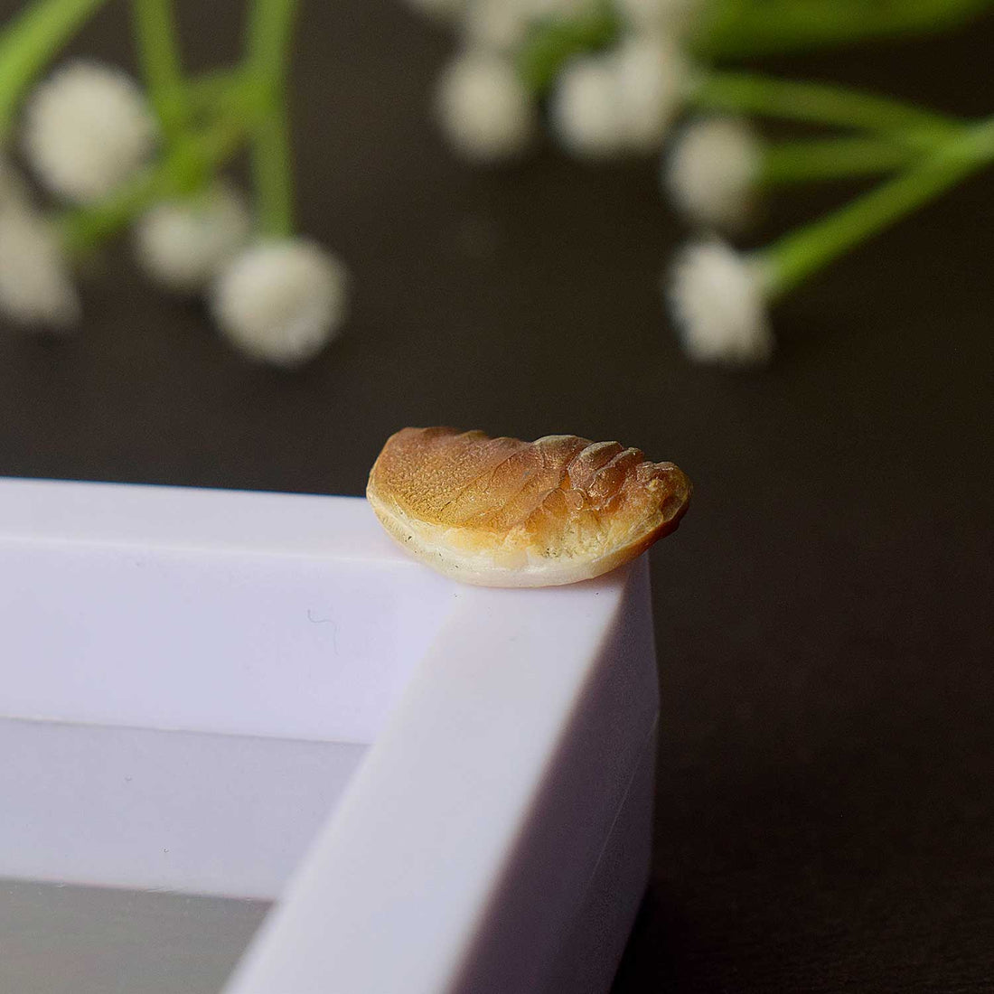 Certified Natural Shukra Mani (Machh Mani) in Golden Finish for Venus Blessings