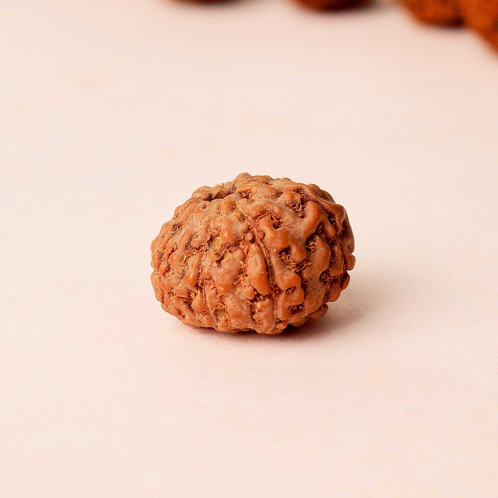 Certified 8 Mukhi Rudraksha bead in natural brown color from Indo origin placed on red cloth for success, clarity, and spiritual protection. India’s Largest Pooja Accessories Brand - www.satvikstore.in


