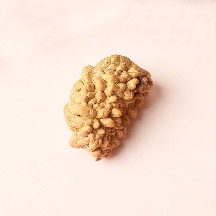 Original Certified One Mukhi Rudraksha bead in brown color placed on a red cloth for spiritual and meditative use. India’s Largest Pooja Accessories Brand - www.satvikstore.in