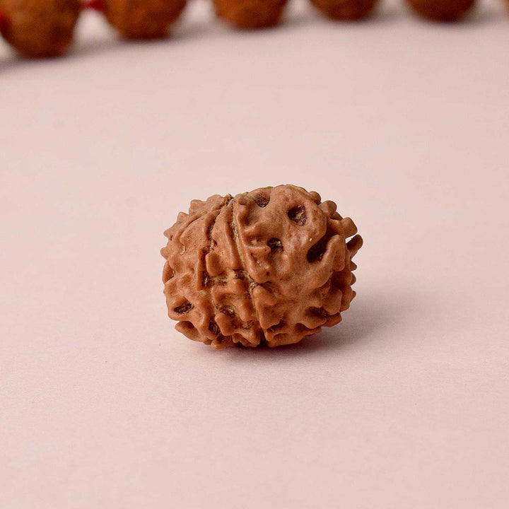 Certified 8 Mukhi Rudraksha bead in natural brown color from Indo origin placed on red cloth for success, clarity, and spiritual protection. India’s Largest Pooja Accessories Brand - www.satvikstore.in

