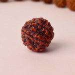 6 Mukhi Rudraksha (Regular)