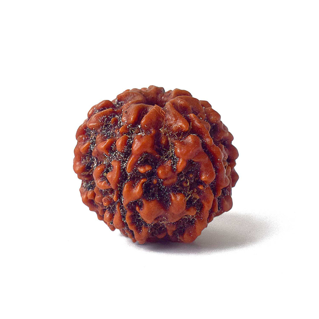 6 Mukhi Rudraksha (Regular)
