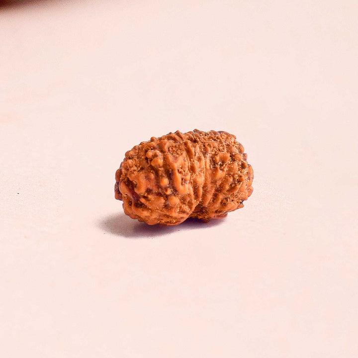 Certified 13 Mukhi Rudraksha bead in brown tone from Indo origin placed on red cloth, symbolizing charm, siddhi, and divine blessings of Venus and Kamadeva. India’s Largest Pooja Accessories Brand - www.satvikstore.in
