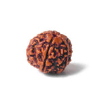 5 Mukhi Rudraksha (Regular)