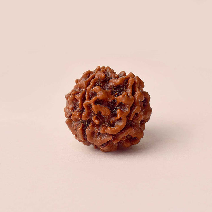 Certified 6 Mukhi brown Rudraksha bead placed on red fabric, symbolizing courage, focus, and inner discipline for spiritual and professional growth. India’s Largest Pooja Accessories Brand - www.satvikstore.in


