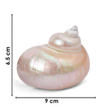 9cm Moti Shape Shankh (Turbo marmoratus) – Peace & Prosperity