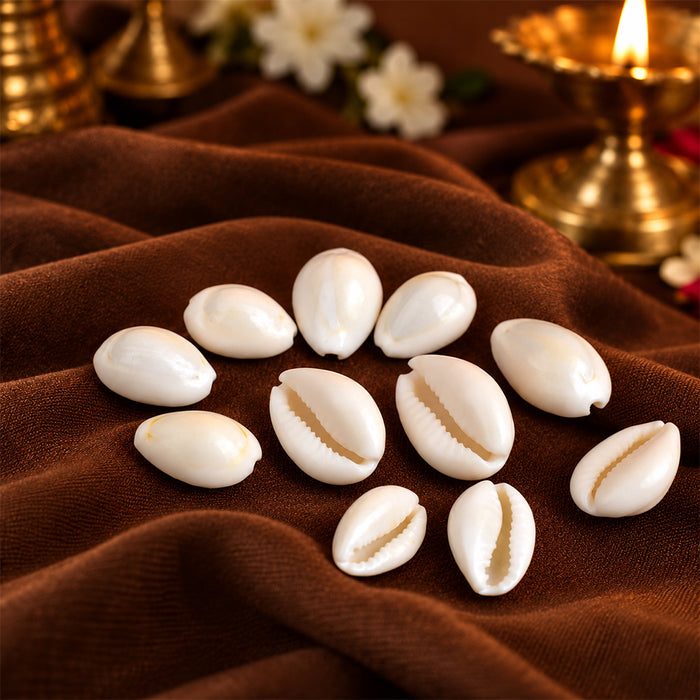 White Kodi for Pooja (11 Pc) – Sacred Cowrie Shells for Daily Pooja Needs