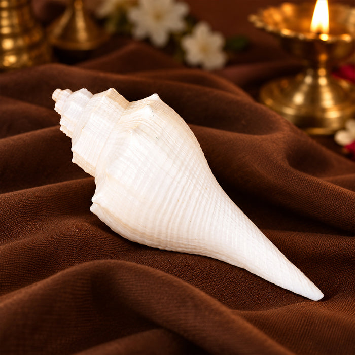Regular Small Size Puja Shankh in White Colour (Conch Shell)