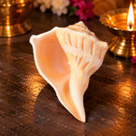 Natural Dakshinavarti Shankh (Conch) for Lakshmi Blessings – 12-13 cm