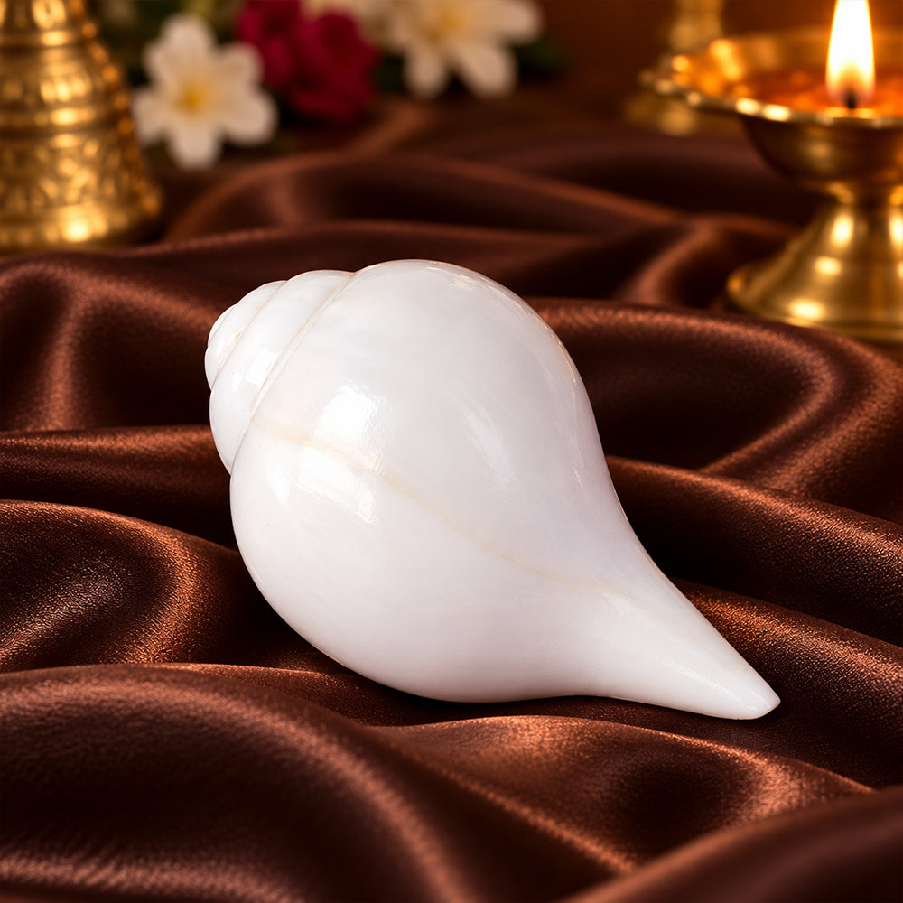 Natural 100% Original Vamavarti Shankha 12 cm