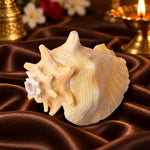 19cm Dakshinavarti Annapurna Shankh (Conch Shell) – For Abundance, Vastu & Blessings