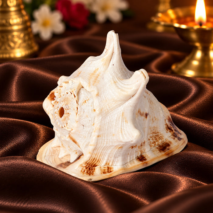 Gomukhi Shankha (Queen Helmet) – Divine Aura for Serenity, Strength & Spiritual Grace