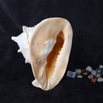Gomukhi Shankha (Queen Helmet) – Divine Aura for Serenity, Strength & Spiritual Grace