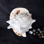 Gomukhi Shankha (Queen Helmet) – Divine Aura for Serenity, Strength & Spiritual Grace