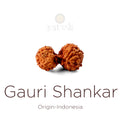 Gauri Shankar Rudraksha bead natural Indo joined twin Rudraksha for harmony. India’s Premium Rudraksha Beads Brand - www.satvikstore.in