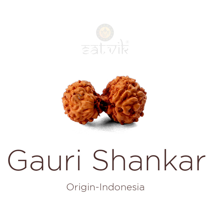 Gauri Shankar Rudraksha bead natural Indo joined twin Rudraksha for harmony. India’s Premium Rudraksha Beads Brand - www.satvikstore.in