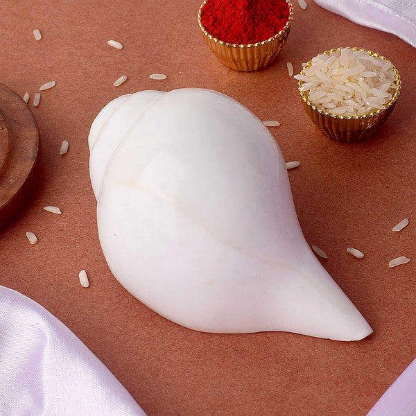 Natural 100% Original Vamavarti Shankha 10–11 cm