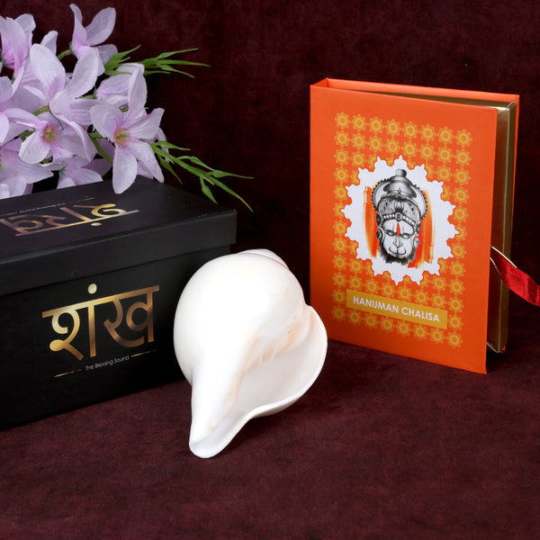 Natural 100% Original Vamavarti Shankha 5.5 Inch