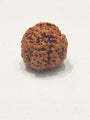 Nirakar Rudraksha bead natural Nepali premium formless Rudraksha. India’s Premium Rudraksha Beads Brand - www.satvikstore.in