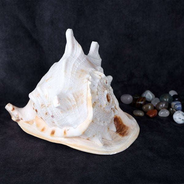 Gomukhi Shankha (Queen Helmet) – Divine Aura for Serenity, Strength & Spiritual Grace
