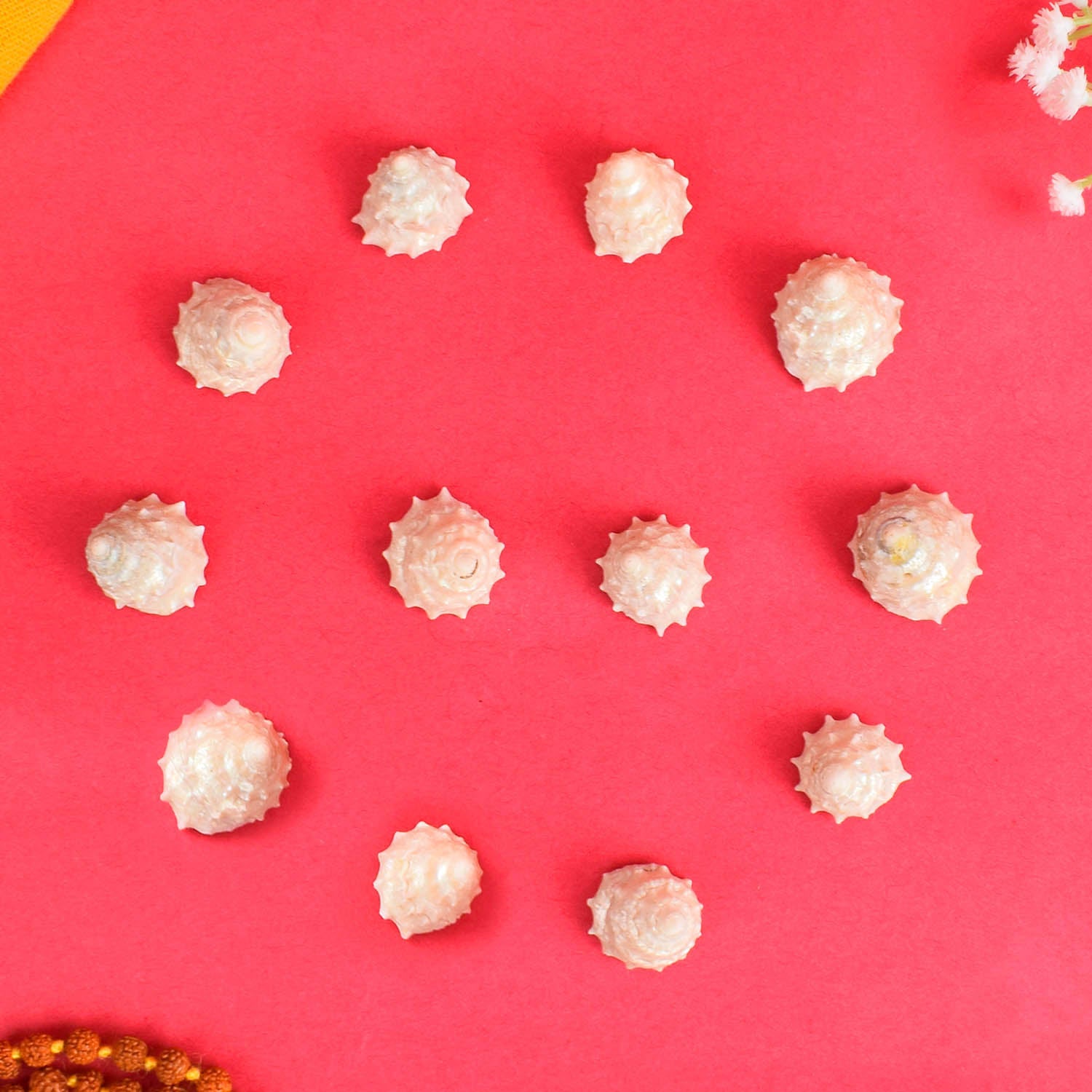 Authentic Shankh (Conch Shell) items for rituals and wealth