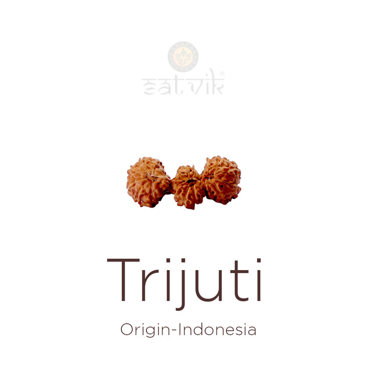 Trijuti Rudraksha bead natural Indo rare three joined Rudraksha. India’s Premium Rudraksha Beads Brand - www.satvikstore.in