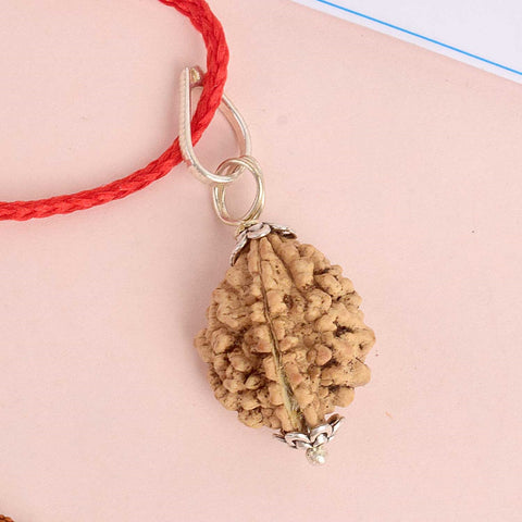 Certified 2 Mukhi Rudraksha Pendant