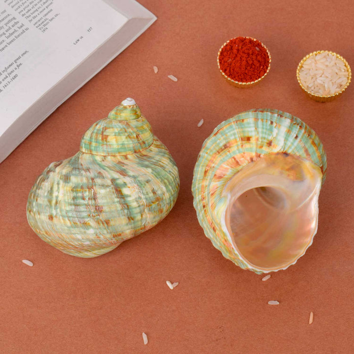 Ablon Green Turbo Shell (Turbo Marmoratus) for vastu and spiritual decor – India’s Largest Pooja Accessories Brand – www.satvikstore.in